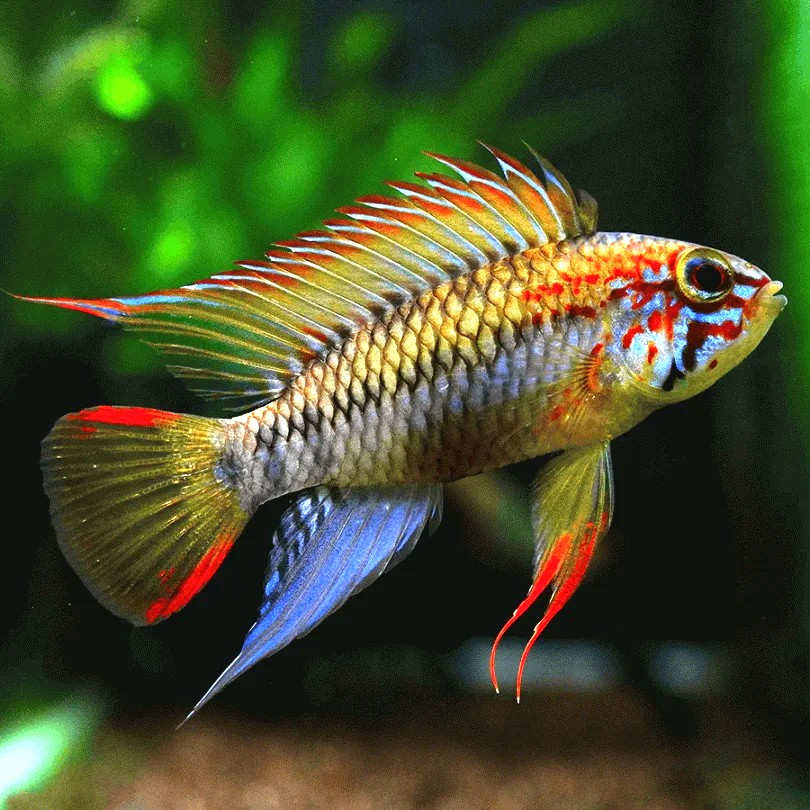 Apistogramma viejita